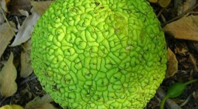 recepti za infuzije za zdravljenje krčnih žil