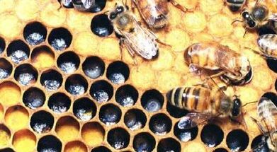 zdravljenje krčnih žil s čebeljimi izdelki