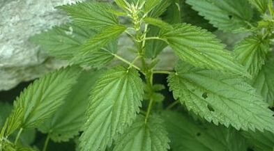 zeliščni decoctions za zdravljenje krčnih žil